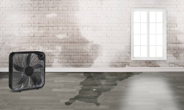 Best Water damage cleanup near me  in Walcott, IA